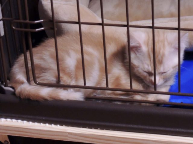 ゲージで眠るカメオタビーの子猫