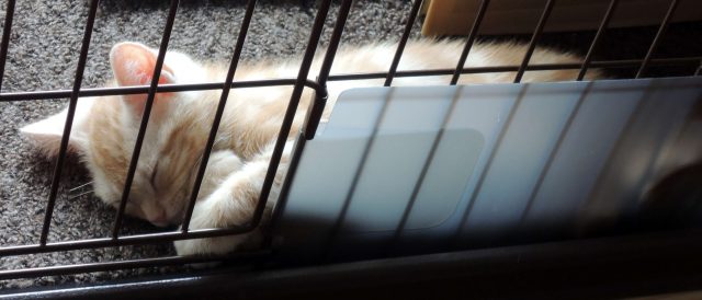 ケージで眠るカメオタビーの子猫
