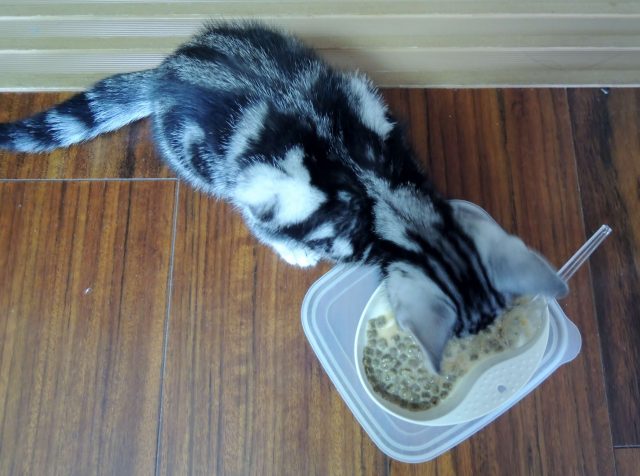 離乳食を食べるシルバータビーの子猫