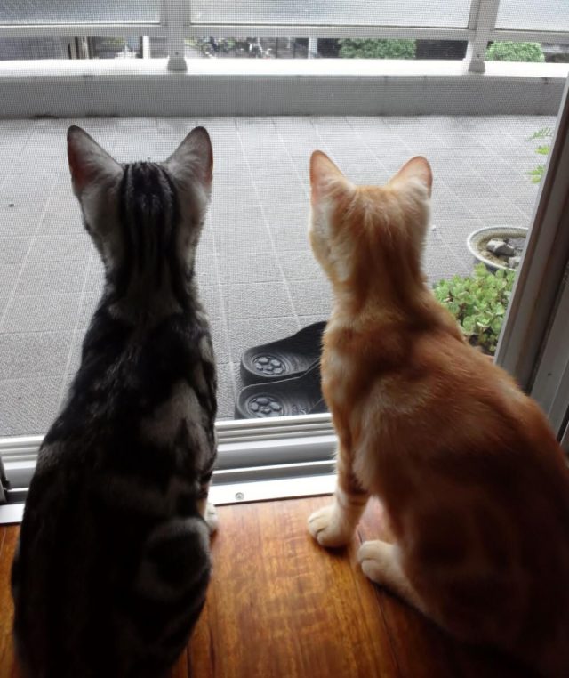 二匹のアメリカンショートヘアの子猫