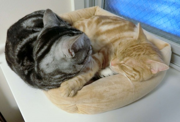 猫用ベッドで二匹で眠るアメリカンショートヘア