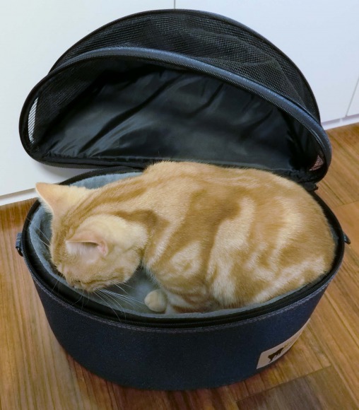 猫用のキャリーバッグに入るアメリカンショートヘアのカメオタビーのチャロ