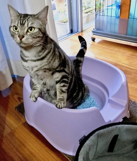 猫トイレ