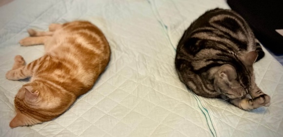 二匹のアメショ