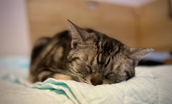 アメショのソラ