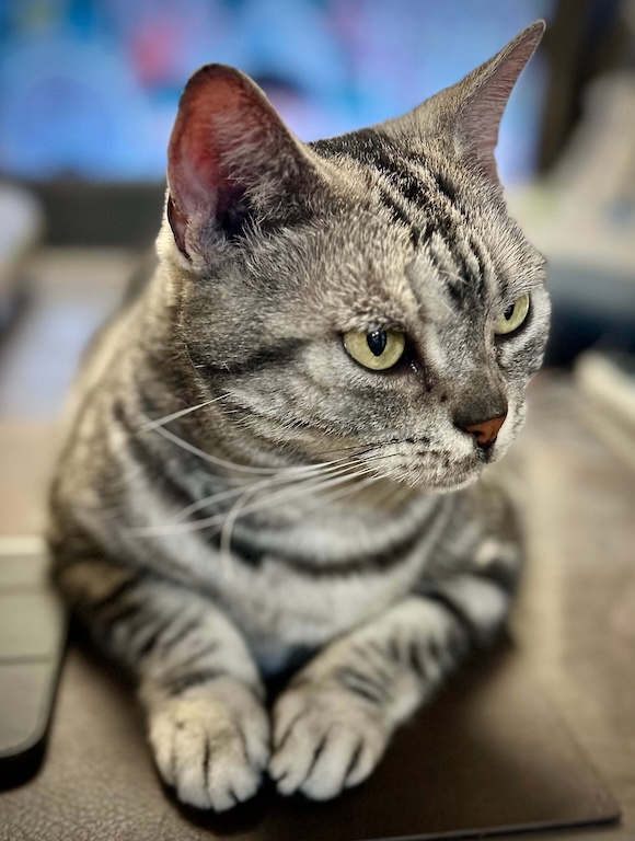 アメショのソラ