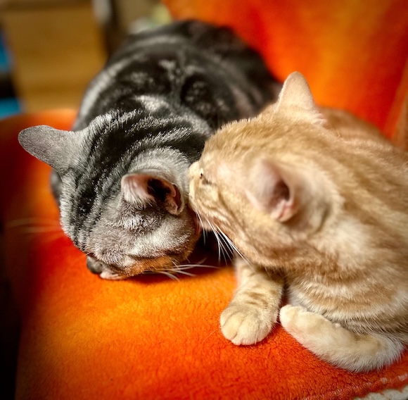 二匹のアメショ