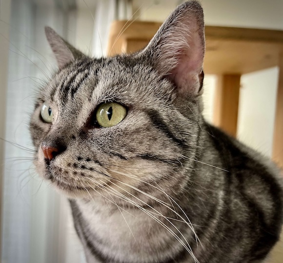 アメショのソラ