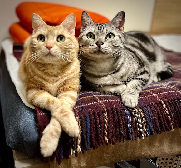 二匹のアメショ