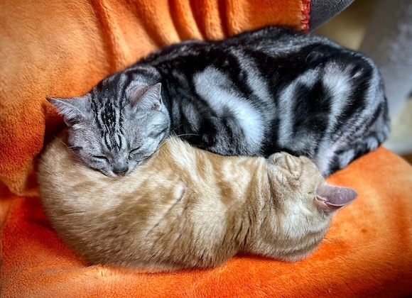 二匹のアメショ